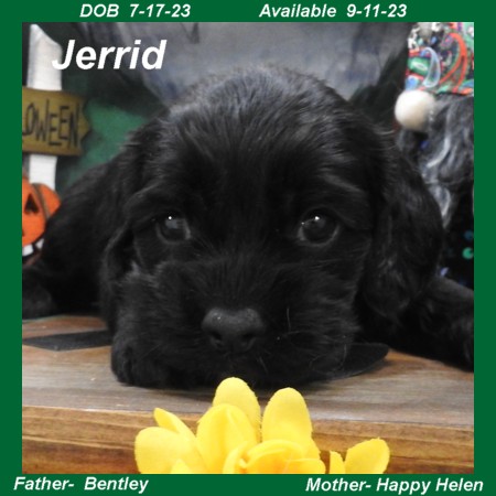 puppy, for, sale, Cocker Spaniel, Joe & Cherri  Overlease, dog, breeder, Miller, MO, dog-breeder, puppy-for-sale, forsale, nearby, find, puppyfind, locator, puppylocator, aca